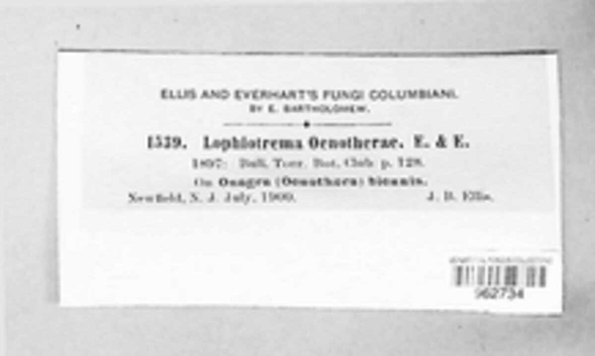 Lophiotrema curreyi image